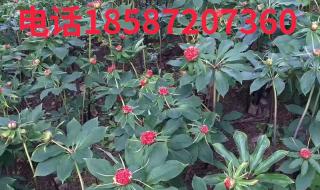 云南名贵中药材 云南名贵中药材