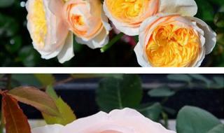 朱丽叶玫瑰 朱丽叶玫瑰