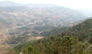 永春牛姆林 永春牛姆林