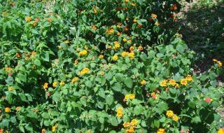 无名的野花 无名的野花