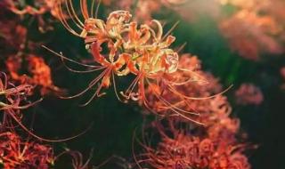 八月初八是什么日子