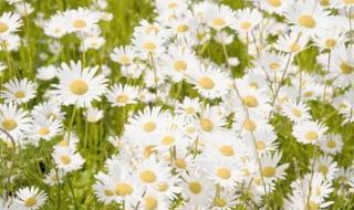 意大利国花 意大利国花