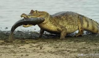 鳄雀鳝天敌 鳄雀鳝天敌