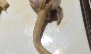 象人族图片 象人族图片