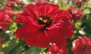 中山菊花展 中山菊花展