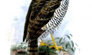 马达加斯加3主题曲 马达加斯加3主题曲