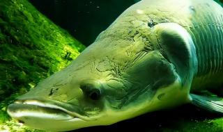 十大凶猛淡水鱼