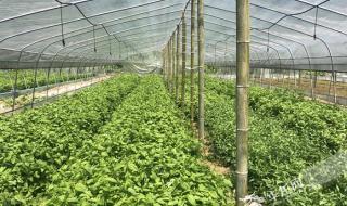 清明节是怎么来的?