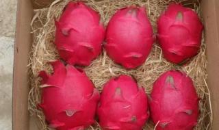 火龙果是仙人掌的果实 火龙果是仙人掌的果实