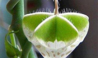 7月7情人节 7月7情人节